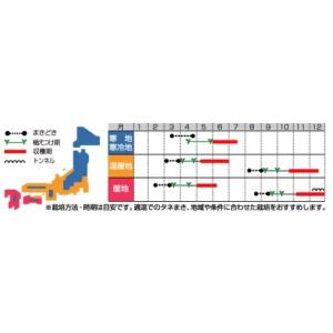 レタスの種 茎レタスケルン 実咲小袋 ( 野菜...の詳細画像1