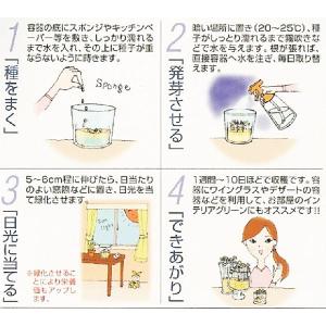 スプラウトの種 かいわれブロッコリー (ブロッ...の詳細画像1