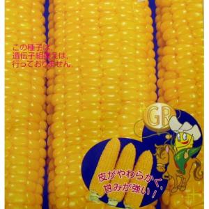 野菜の種/種子 ゴールドラッシュ・とうもろこし トウモロコシ 200粒