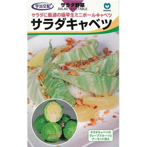 キャベツの種 サラダキャベツ 小袋（約150粒） ( 野菜の種 )