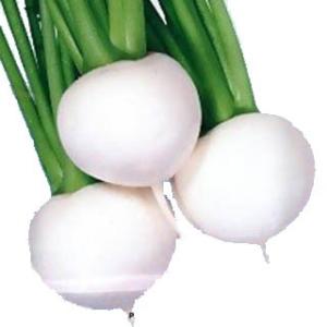 カブの種 ゆきわらし 1dl ( 野菜の種 )の商品画像