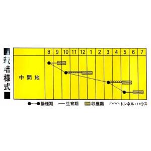 カブの種 ゆきわらし 1dl ( 野菜の種 )の詳細画像1