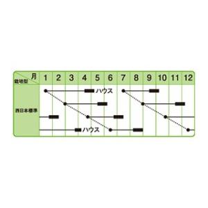 ネギの種 鴨頭 1L ( 野菜の種 )の詳細画像1