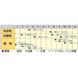 レタスの種 パリグリーン コート1000粒 (...の詳細画像1