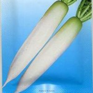 大根の種 美春 コート5千粒 ( 野菜の種 )