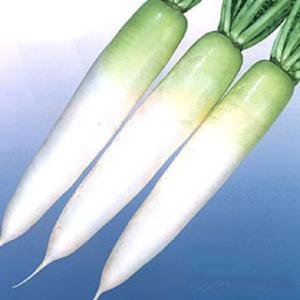 大根の種 春美人 2dl ( 野菜の種 )