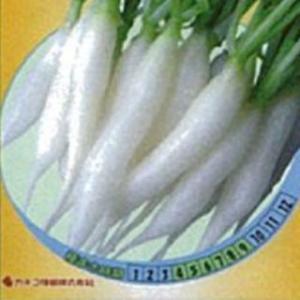 大根の種 ホワイトミニ 小袋(5.8ml)の商品画像