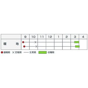 玉ねぎの種 超極早生 浜笑(はまえみ) 20mlの詳細画像1