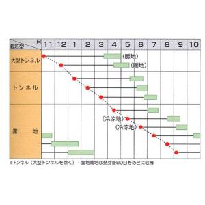 人参の種 ベーターリッチ 小袋 約350粒 (...の詳細画像1