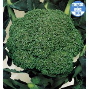 SK9-099 ブロッコリー種子 2000粒 【野菜種子】【サカタのタネ