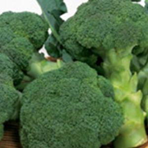 玉ねぎの苗 予約 中晩生 甘玉(七宝甘70）約100本 : 菜園くらぶ Yahoo