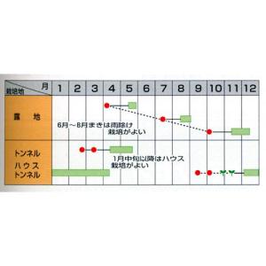 さとゆたか (春菊の種) 小袋 約1dl ( ...の詳細画像1