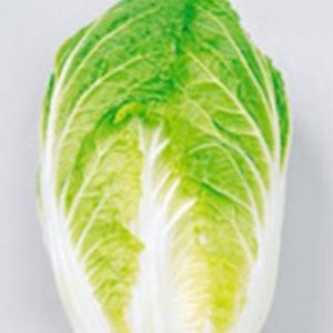 白菜の種 あまうま 黄芯白菜 さとぶき613 20ml ( 野菜の種 )