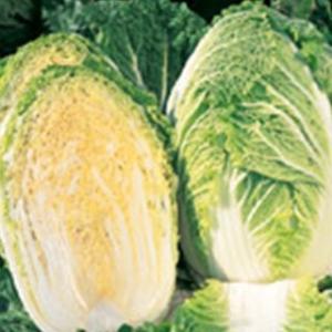 白菜の種 みねぶき505 ペレット5千粒 ( 野菜の種 )