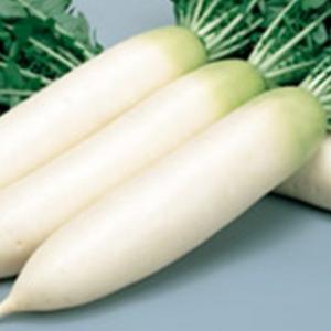 大根の種 濱のはる ペレット5千粒 ( 野菜の種 )