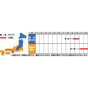 大根の種 冬自慢 小袋 約20ml ( 野菜の種 )の詳細画像1