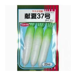 大根の種 献夏37号 2dl缶 ( 野菜の種 )