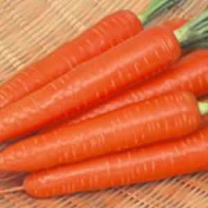 人参の種 ベーターリッチ ペレット1万粒 ( 野菜の種 )