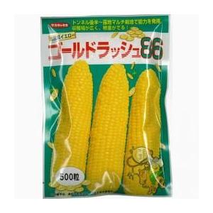 ゴールドラッシュ 種子 6800粒(200粒×34袋) トウモロコシの種 ゴールドラッシュ86 200粒 ( 野菜の種 ) : 菜園