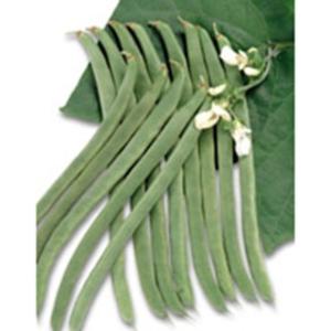 インゲン豆の種  つるあり菜豆 ケンタッキーワンダー