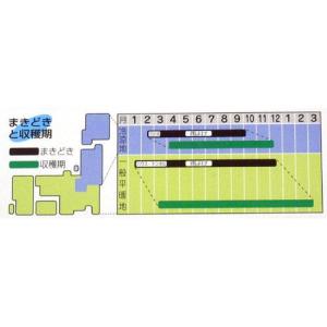 京みぞれ (水菜、京菜の種) 小袋 約20ml...の詳細画像1