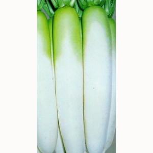 大根の種 YRくらま 2dl缶 ( 野菜の種 )