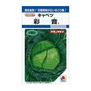 キャベツ 彩音 1.2ml (約210粒) タキイ種苗 (株)DF : グリーンロフト