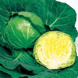 キャベツの種 ジャンヌ L5千粒 ( 野菜の種 )