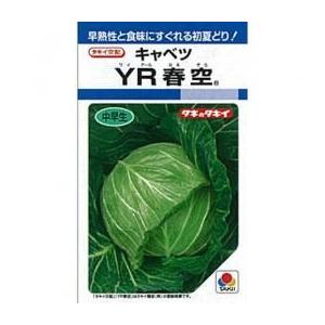 キャベツの種 YR春空 L5千粒 ( 野菜の種 )