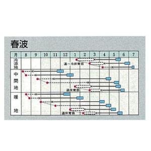 キャベツの種 春波 小袋 DFの詳細画像1