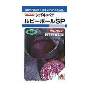 たね 大和農園 キャベツ きゃべつ 紫丸 20ml : 種苗・園芸ショップ 種