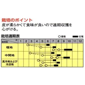 トウモロコシの種 おおもの 60ml(約200...の詳細画像1