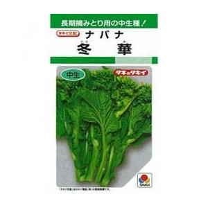 冬華菜花 (菜の花の種) 2dl缶 ( 野菜の種 )