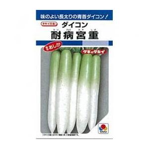 大根の種 耐病宮重 小袋 約50ml ( 野菜の種 )