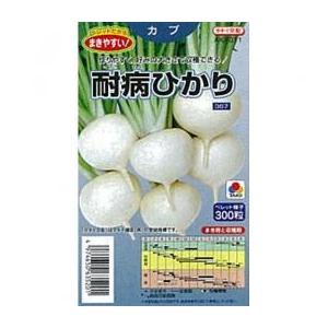 カブの種 耐病ひかり 小袋 約ペレット300粒 ( 野菜の種 )｜saien-club