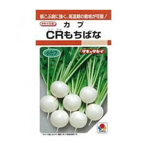 カブの種 CRもちばな 小袋 約20ml ( 野菜の種 )｜saien-club