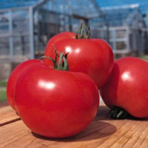 大玉トマトの種 トマト桃太郎ヨーク DF 小袋(18粒)