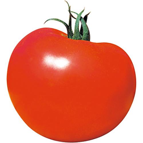 大玉トマトの種 桃太郎ヨーク 1,000粒 ( 野菜の種 )