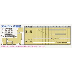 ミニトマトの種 CF千果 小袋(16粒)の詳細画像2