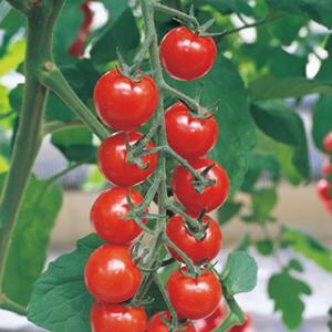 タキイ種苗 レタス ヒートガイ ペレット5000粒 : 種苗・園芸ショップ