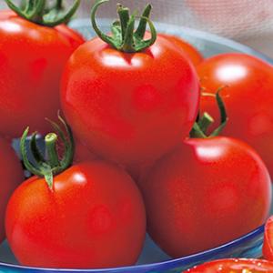 フルティカトマトの種 1000粒 中玉トマト フルティカ 1000粒 タキイ種苗（株） : グリーンロフト