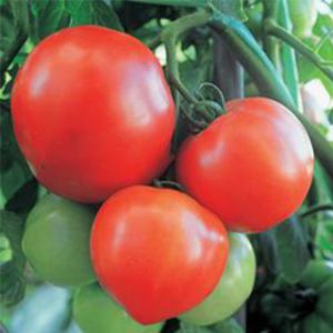 大玉トマトの種 おおみや163 小袋（30粒） ( 野菜の種 )｜saien-club