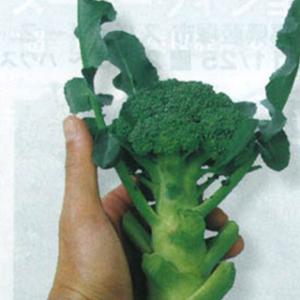 SK9-099 ブロッコリー種子 2000粒 【野菜種子】【サカタのタネ