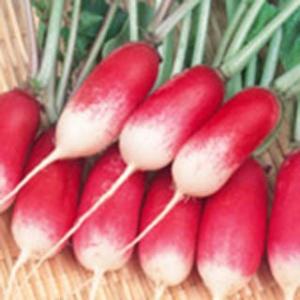 二十日大根の種 紅白 2dl ( 野菜の種 ) : 菜園くらぶ Yahoo!店 - 通販