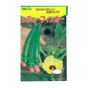 オクラの種 レディーフィンガー 1dl ( 野菜の種 ) : 菜園くらぶ Yahoo