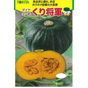 カボチャの種 くり将軍 7粒 ( 野菜の種 )