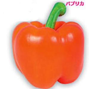 ピーマンの種 カラーピーマン　ブロッキータイプ　オレンジ （10粒）