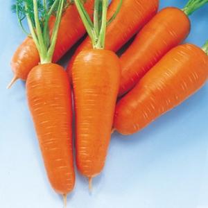 人参の種 らいむ五寸 コート1万粒 ( 野菜の種 ) : 菜園くらぶ Yahoo!店