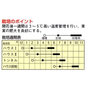 メロンの種 ロックスター 小袋(6粒)の詳細画像1