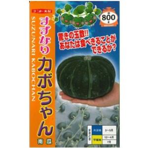 カボチャの種 すずなりカボちゃん 6粒 ( 野菜の種 )